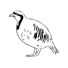 Asian partridge, vector sketch, chukar