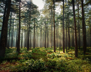 Naklejka premium A dense pine forest shrouded in morning fog, with tall trees and lush grass, creating a mysterious atmosphere, ai.