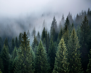  Morning fog envelops a dense pine forest, where tall trees vanish into the mist, evoking a sense of mystery, ai.
