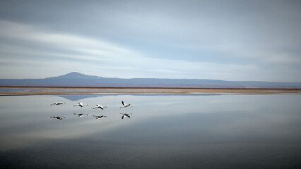 Flamingos Flying Over Atacama Desert