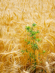 Wheat and Tares or Weeds in Crops Biblical Lesson Bible Teaching