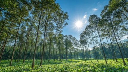 Sunlit Green Forest Canopy, Tall Trees, Lush Undergrowth, Bright Sunlight