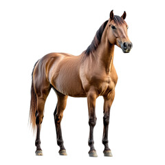 Obraz premium Majestic Horse in Regal Pose