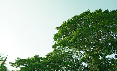 Landscape view of the rice fields in the countryside of Thailand.