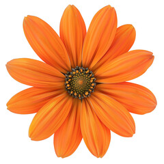 Vibrant Orange Flower