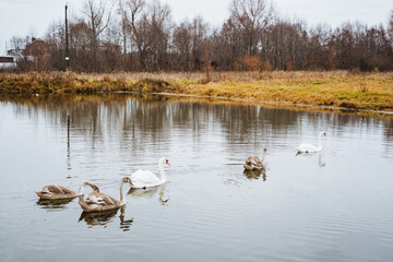 A beautiful group of elegant swans is gracefully swimming in a serene lake, showcasing the charm of nature and the tranquility of the peaceful water environment around them