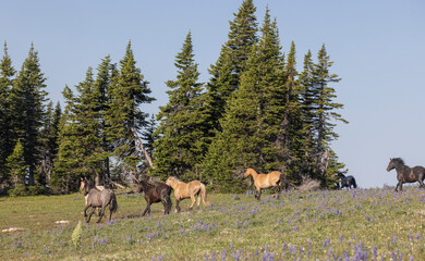Wild Horses in the Pryor Mountains Montana in Summer