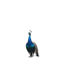 Obraz premium Elegant Peacock Displaying Feathers
