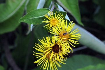 Alant, Heilkraut, Blumen, Blüten