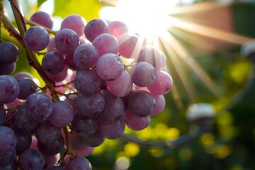 Juicy bunches of purple grapes in the sun's rays