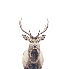 Noble Stag in Serene Landscape