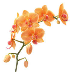 Fototapeta premium Orange Orchid Flower