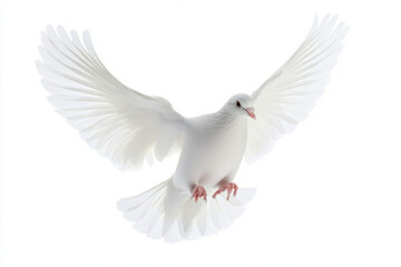 Fototapeta premium graceful white dove in mid flight, showcasing its elegant wings and serene presence. This captures beauty and tranquility of nature