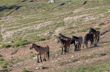 Fototapeta premium Wild Horses in the Pryor Mountains Montana in Summer