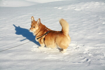 welsh corgi in snow
