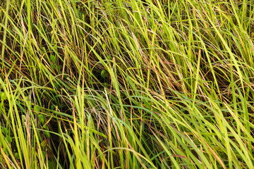 Grassland with gentle sunlight in the morning. Long green leaves from the grass or grass leaf for backgrounds. Natural live texture for wallpaper, cover and websites.