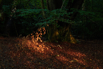 Path Through the Wild – A winding road stretches through untamed greenery, its simplicity both...