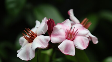 Tropical Flower Strophanthus Gratus on dark Background