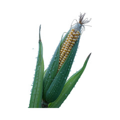 Naklejka premium Corn Image Isolated With Transparent Background