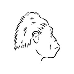 Australopithecus, vector sketchl. Graphic sketch. Vector