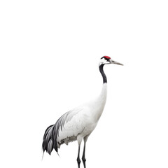 Obraz premium Elegant Crane in Serene Pose