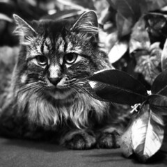 Maine coon