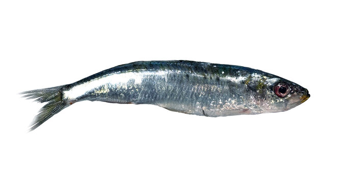 Sardine