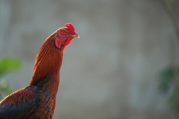 Free-range rooster chicken. Concept for organic farm.