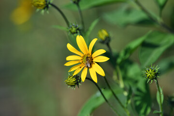 Bee on artichoke flower