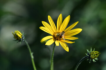 Bee on artichoke flower