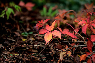 Bright leaf on forest floor
