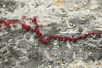 Red leaved vine on white wall