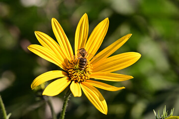 Bee on artichoke flower