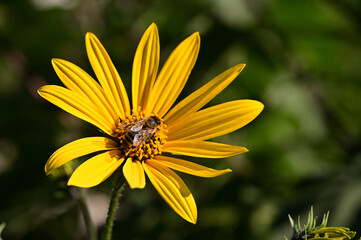 Bee on artichoke flower