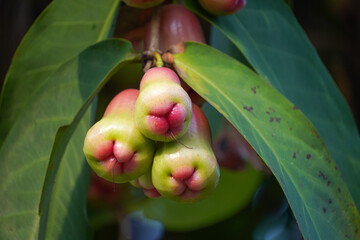 Close up photo a bunch of Rose apple hanging on tree branch.