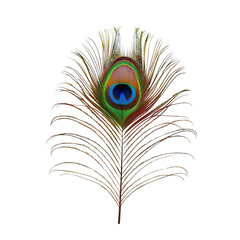 Fototapeta premium Peacock Feather with Vibrant Colors