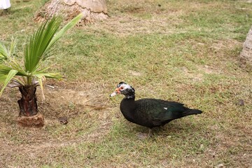pheasant in the grass