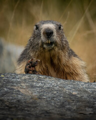 Marmote