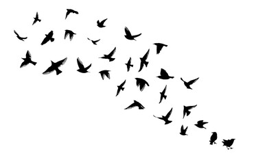 Flying birds silhouette flock. hand drawing. Not AI. Vector illustration