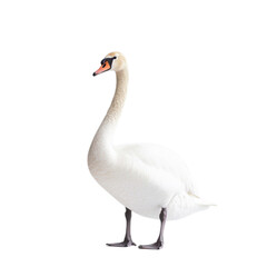 Fototapeta premium Graceful Swan in Tranquil Pose