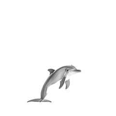 Fototapeta premium Playful Dolphin in Joyful Pose