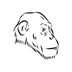 Australopithecus, vector sketchl. Graphic sketch. Vector