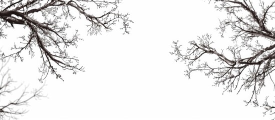 Tree Branches Isolated On White Background