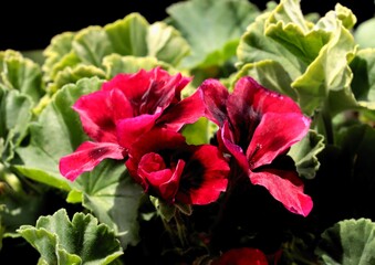 pink and red flowers of geranium pelargonium potted plant close up