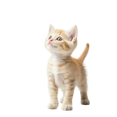 Fototapeta premium Playful Kitten in Joyful Pose