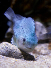 Lumpfish (Cyclopteridae)