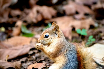 Caucasian squirrel (Sciurus anomalus) in the dried grass. Squirrel eating. Rodent animal idea concept. Nature.