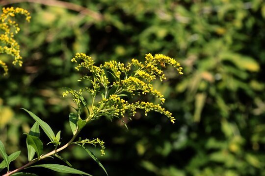 yellow flowers of invasive plant goldenrod