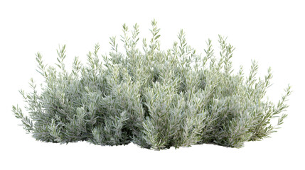 grass isolated on png