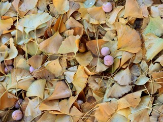 ginkgo-Biloba tree,leaves,fruits  at autumn